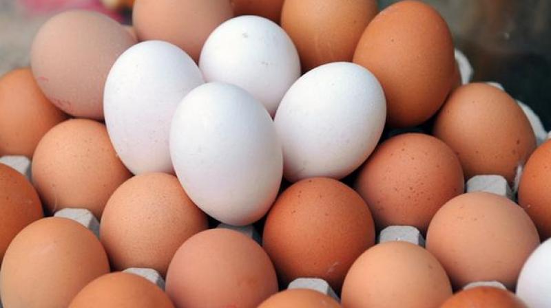 Egg Egg