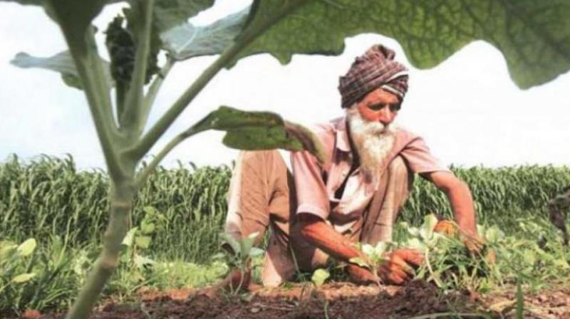 FARMER FARMER