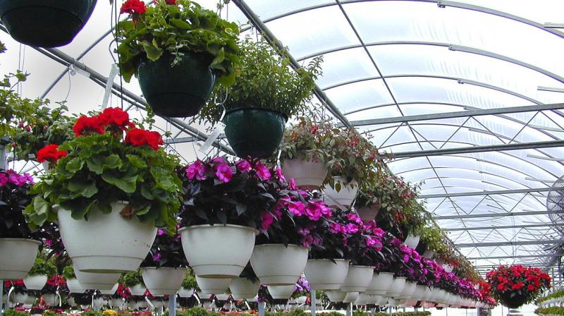 cultivating flowers cultivating flowers
