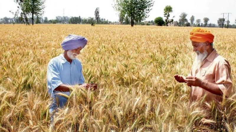 Wheat Yield Wheat Yield