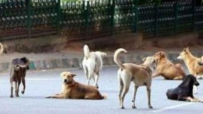 Shame on humanity: poisoned 100 helpless dogs Shame on humanity: poisoned 100 helpless dogs