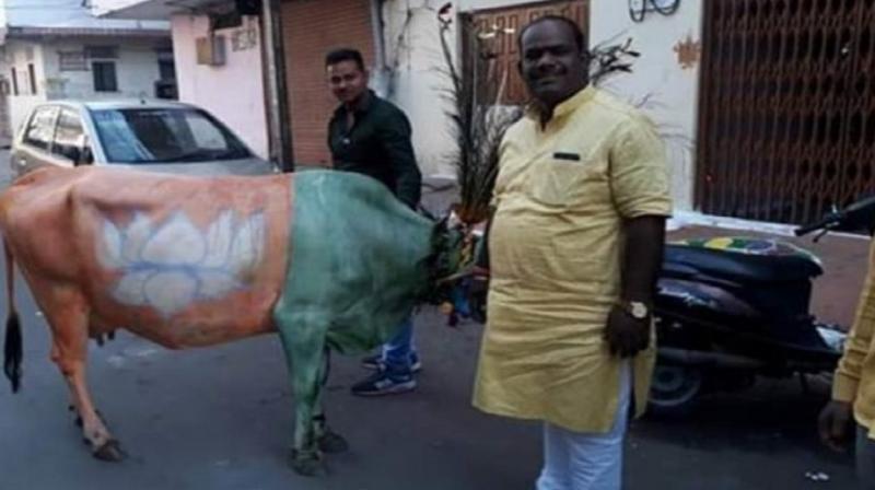 BJP flag painted on cow