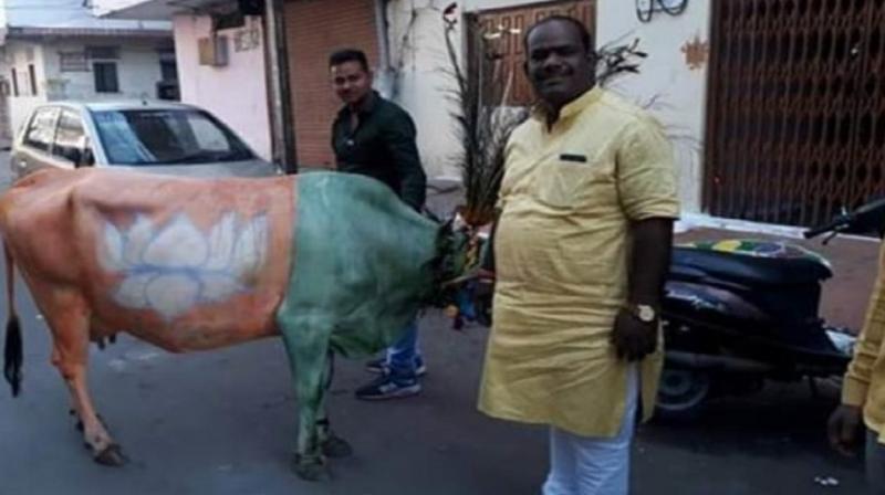 BJP flag painted on cow BJP flag painted on cow