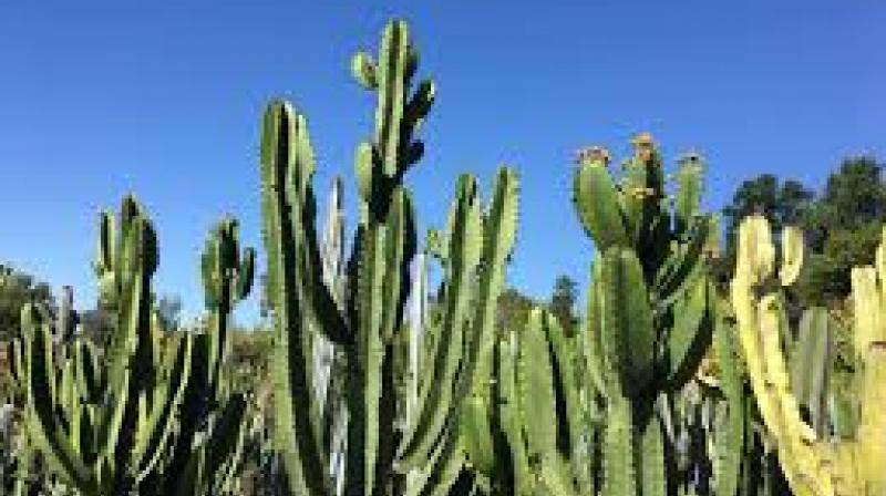 Cactus Cactus