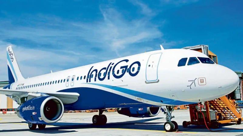 Indigo Indigo