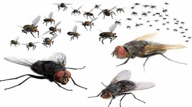 insects insects
