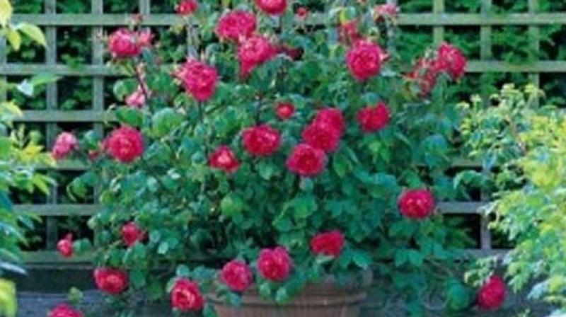 Flower Pot Flower Pot