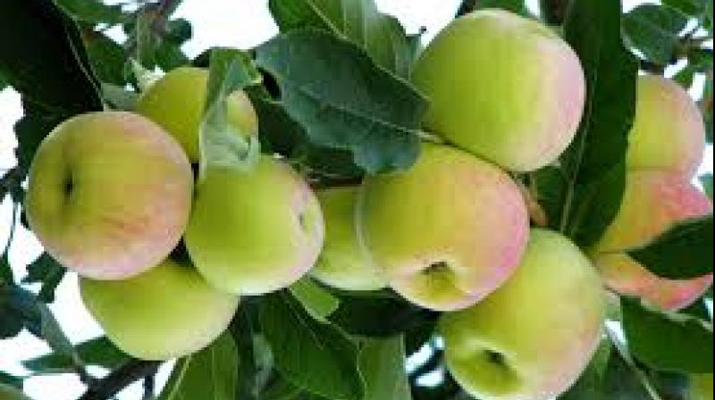 apple farming punjab