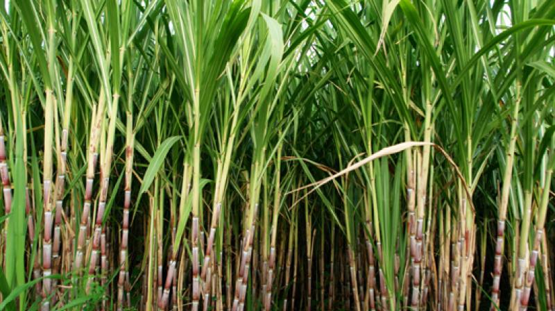 SugarCane SugarCane