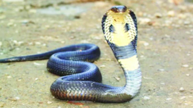 Snake Snake
