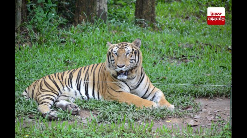Bird flu kills tigers Bird flu kills tigers