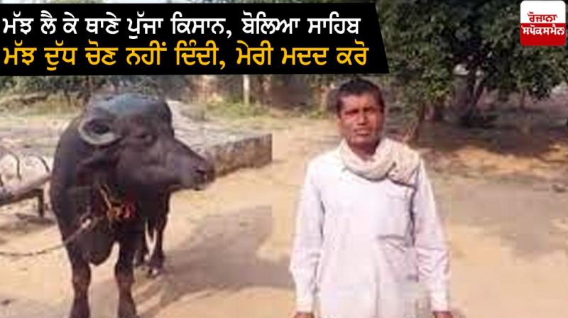Farmer arrives at police station with buffalo Farmer arrives at police station with buffalo