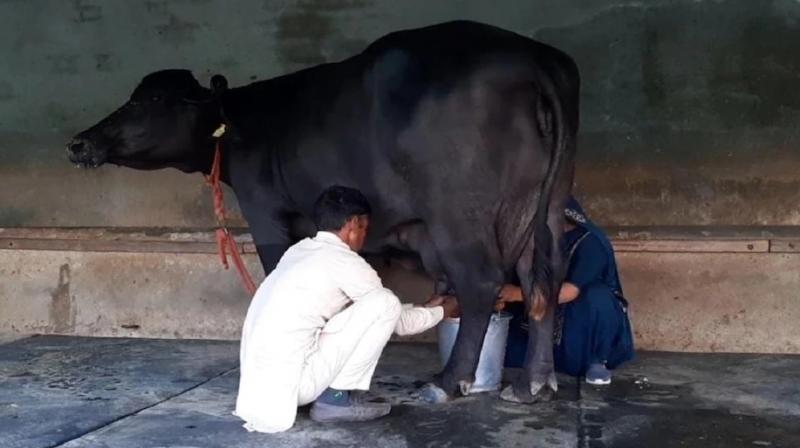 Haryana’s ‘Reshma’ buffalo 