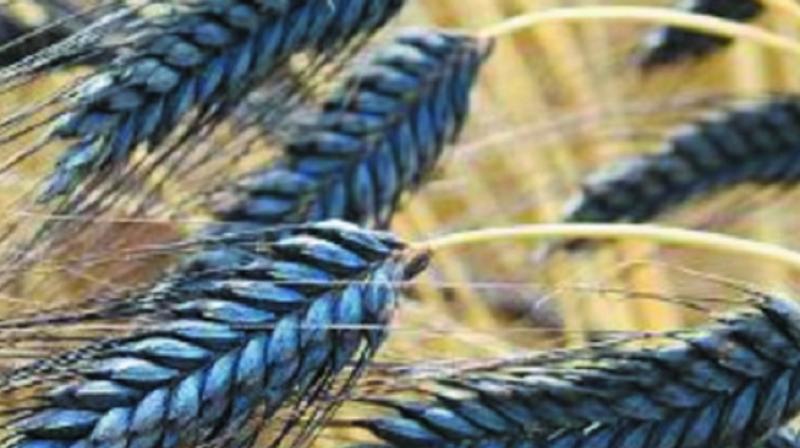 Punjab Black Wheat Punjab Black Wheat
