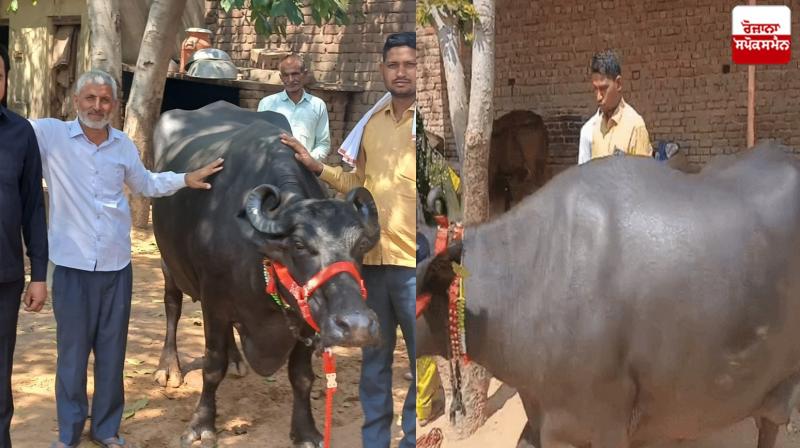 Buffalo sold for Rs 5.11 lakh in Haryana News Buffalo sold for Rs 5.11 lakh in Haryana News