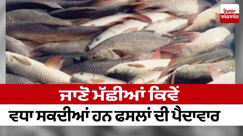 Learn how fish can increase crop yields Learn how fish can increase crop yields