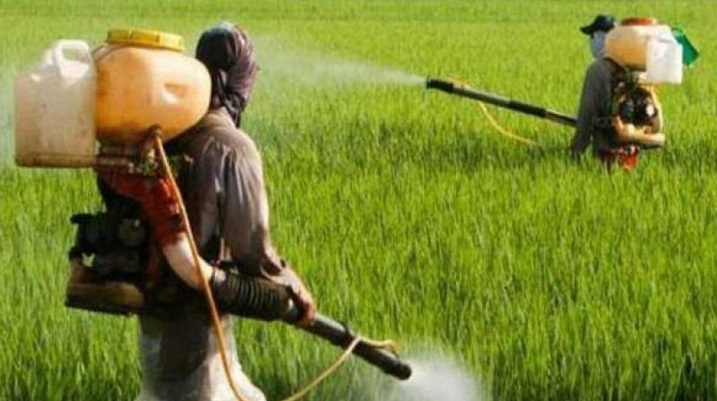 Most farmers are using chemical fertilizers: Agriculture expert warns of serious consequences