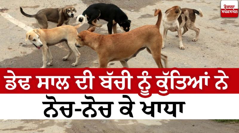 A one-and-a-half-year-old girl was eaten by dogs Delhi News IN Punjabi 