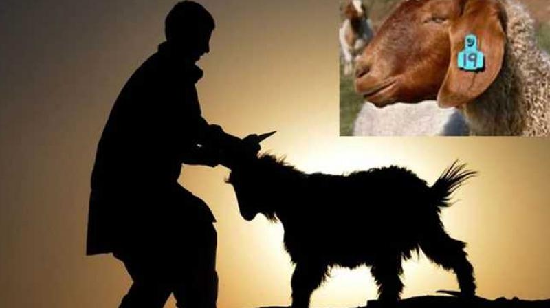  A major government decision before Bakrid, banning animal sacrifices