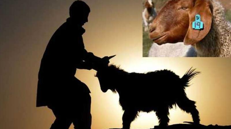 A major government decision before Bakrid, banning animal sacrifices A major government decision before Bakrid, banning animal sacrifices