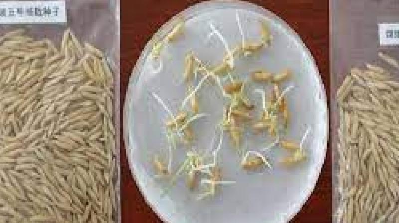 What is Space rice? China harvests 1st batch of seeds that travelled around moon What is Space rice? China harvests 1st batch of seeds that travelled around moon