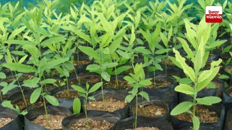 Cultivation of white sandalwood