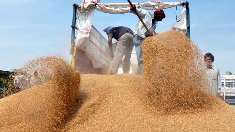 Wheat procurement 