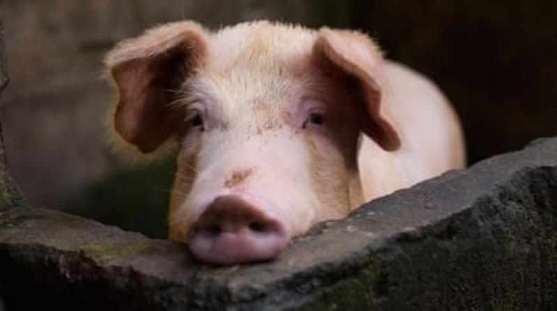 Pig Pig