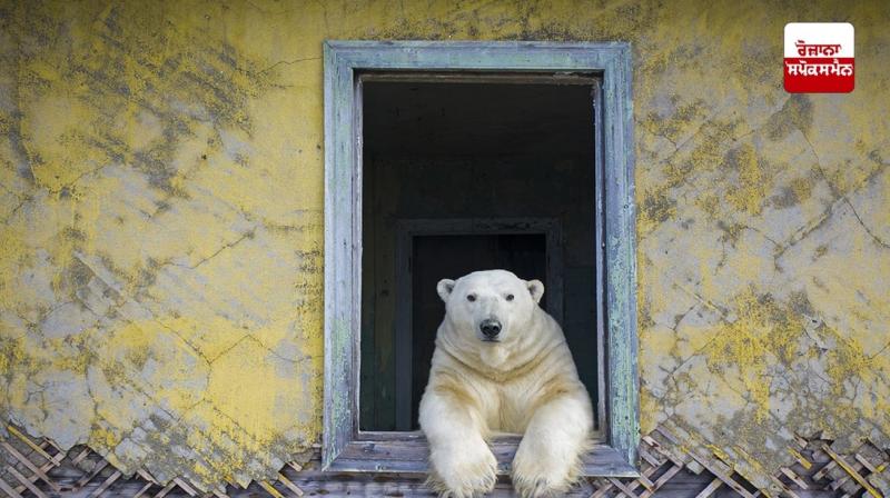 Bear's house Bear's house
