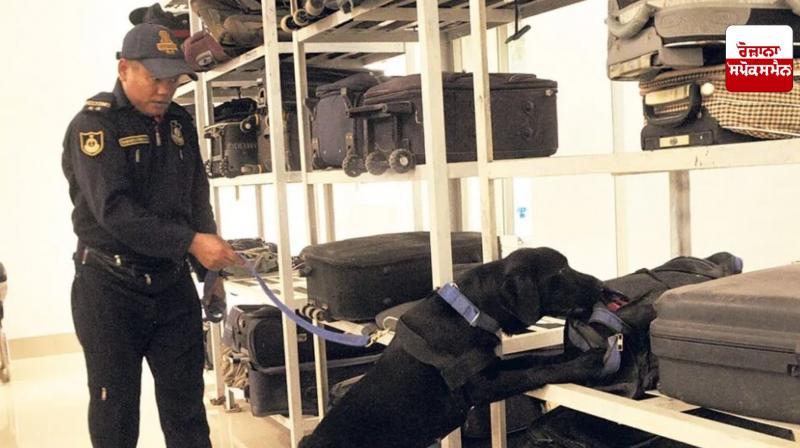 Dogs trained by Atari are helping to stop drug smuggling News Dogs trained by Atari are helping to stop drug smuggling News