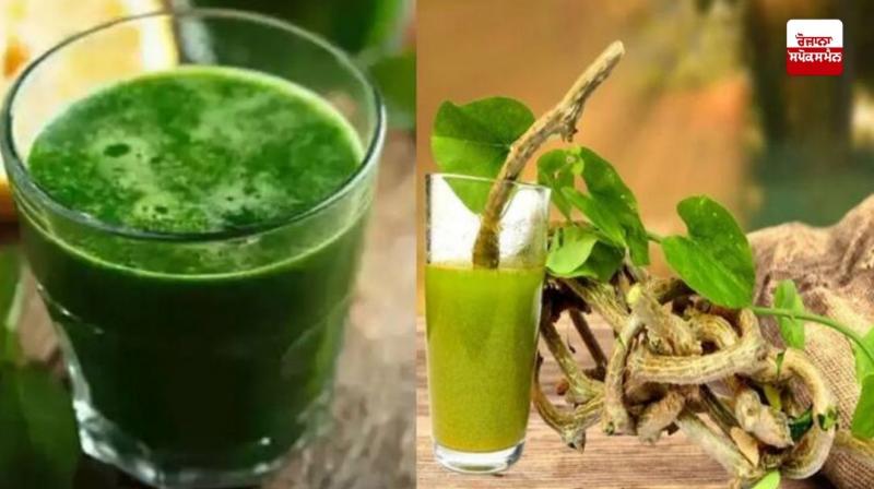 Giloy vine is a medicine for many diseases