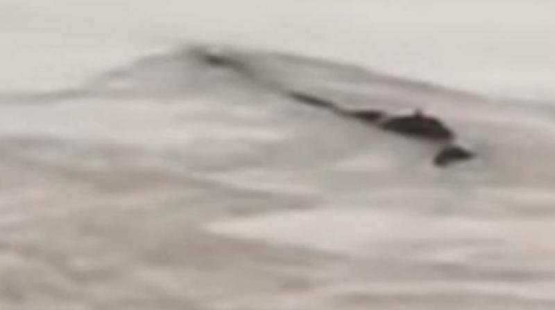 China yangtze river mysterious 65 foot monster spotted