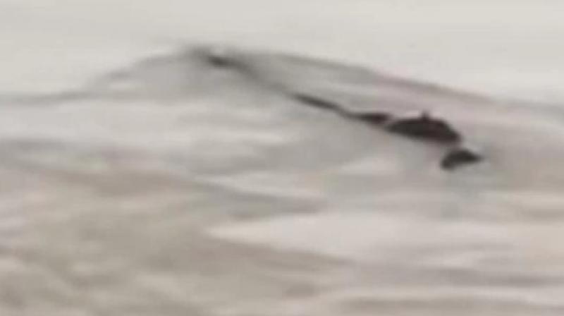 China yangtze river mysterious 65 foot monster spotted China yangtze river mysterious 65 foot monster spotted