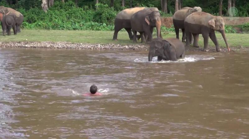 Emotivideo Elephant child Emotivideo Elephant child