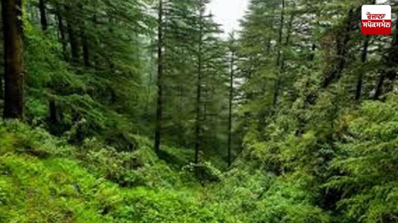 India Becomes Ninth Country with Largest Forest Area Latest News in Punjabi India Becomes Ninth Country with Largest Forest Area Latest News in Punjabi