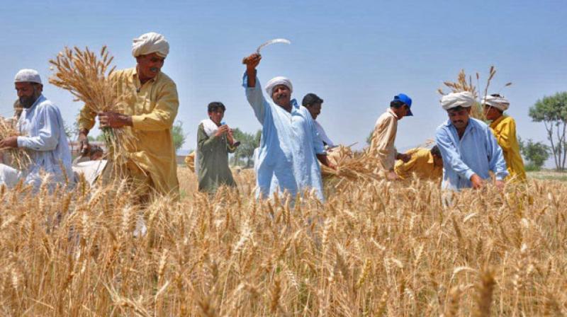 PM KISSAN SAMMAN SCHEME PM KISSAN SAMMAN SCHEME