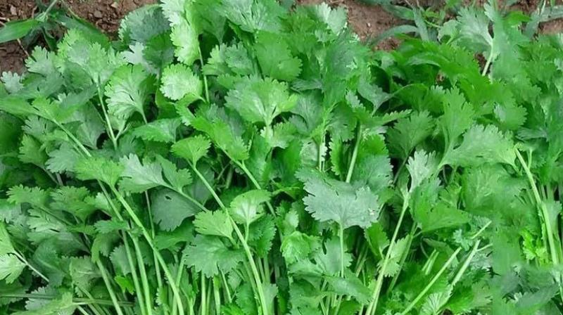 Farmers can become rich with successful cultivation of coriander