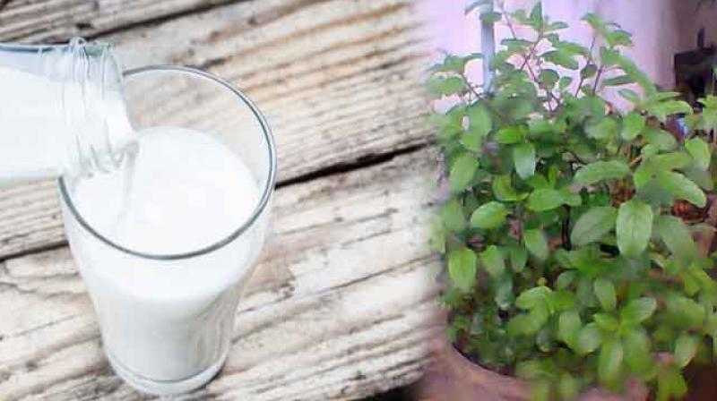 Tulsi milk Tulsi milk