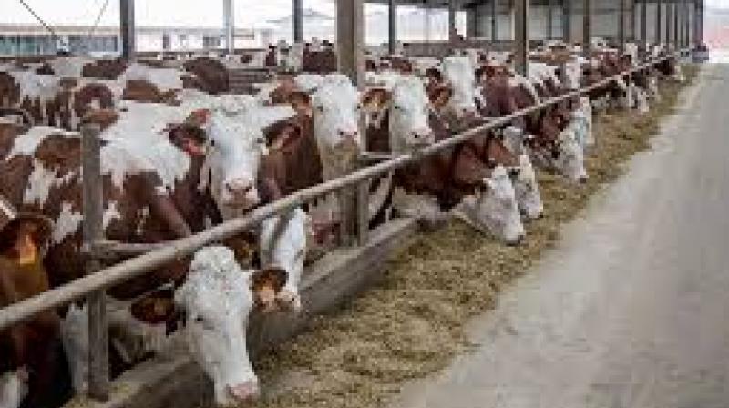 cows cows