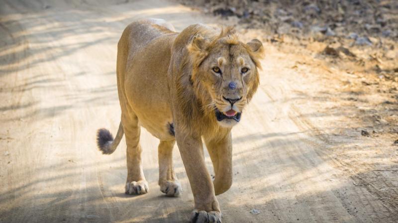 Gir forest national park and wildlife sanctuary tremendous photos of asiatic lions