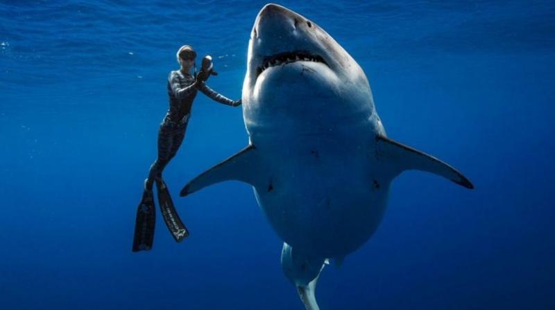 Biggest great white shark Biggest great white shark