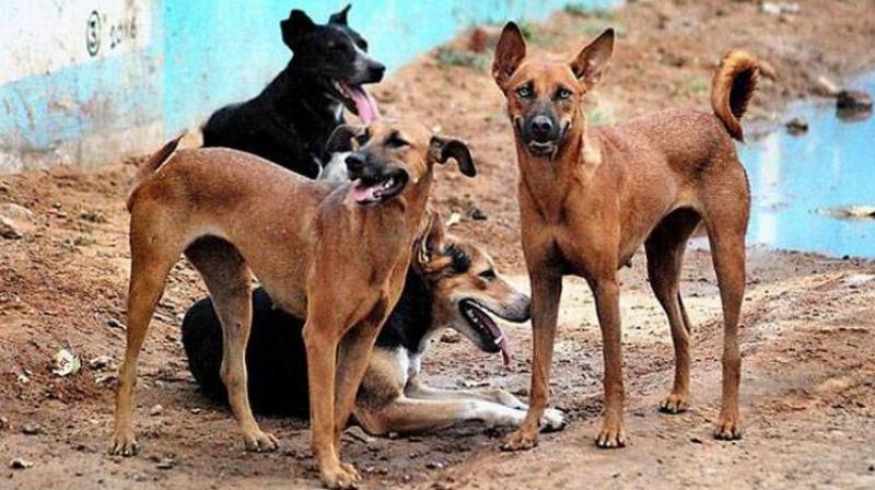 Stray dogs a cause of worry