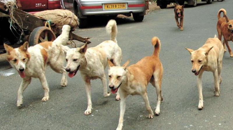 Separate campaign to check street dog menace Separate campaign to check street dog menace