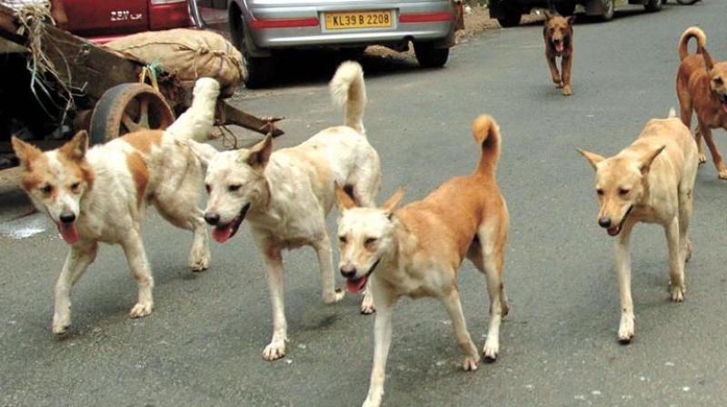 Separate campaign to check street dog menace