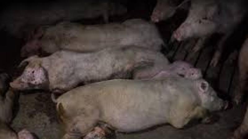 Death of pig in Gifu Pref due to swine fever virus Death of pig in Gifu Pref due to swine fever virus