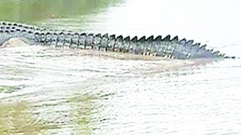 Gharials Gharials