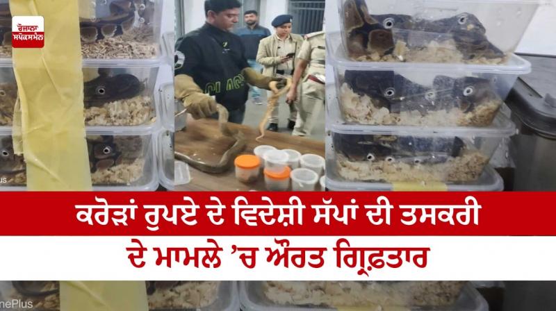 Woman arrested in the case of smuggling of foreign snakes worth crores of rupees Woman arrested in the case of smuggling of foreign snakes worth crores of rupees