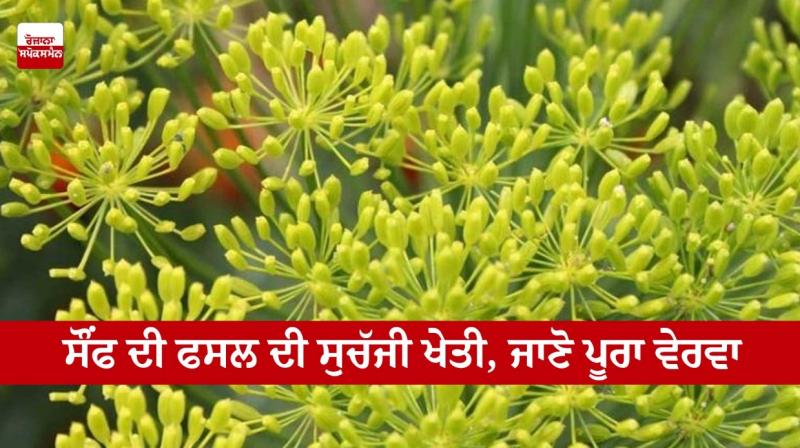 Proper cultivation of fennel crop, know full details Proper cultivation of fennel crop, know full details