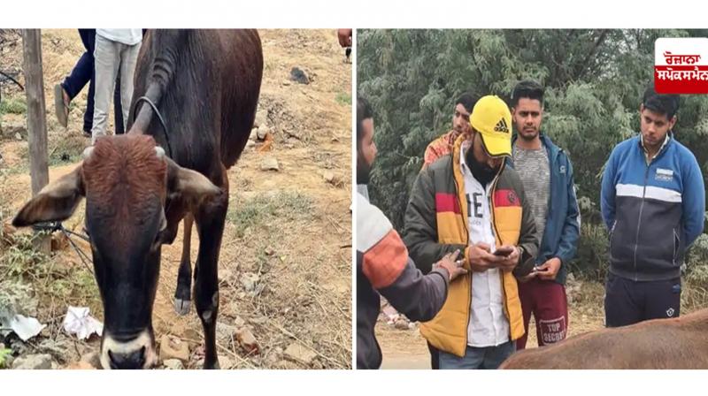 Calf Tied to Tractor and Dragged in Haryana Calf Tied to Tractor and Dragged in Haryana