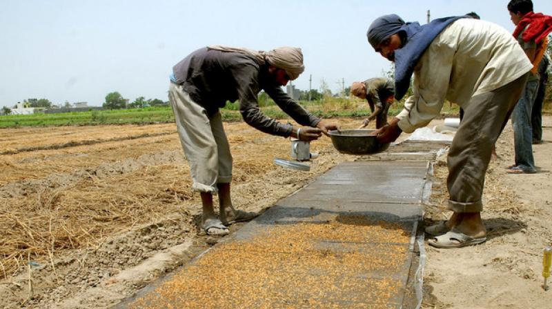 PUNJAB POLICE BUST PADDY SEED SCAM